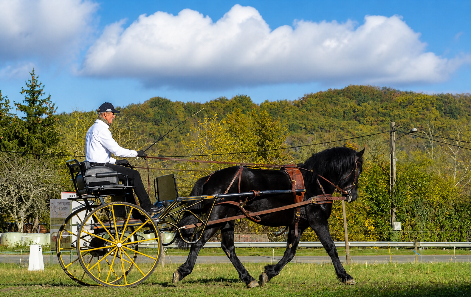 Actualités et conseils sur les Chevaux de Mérens