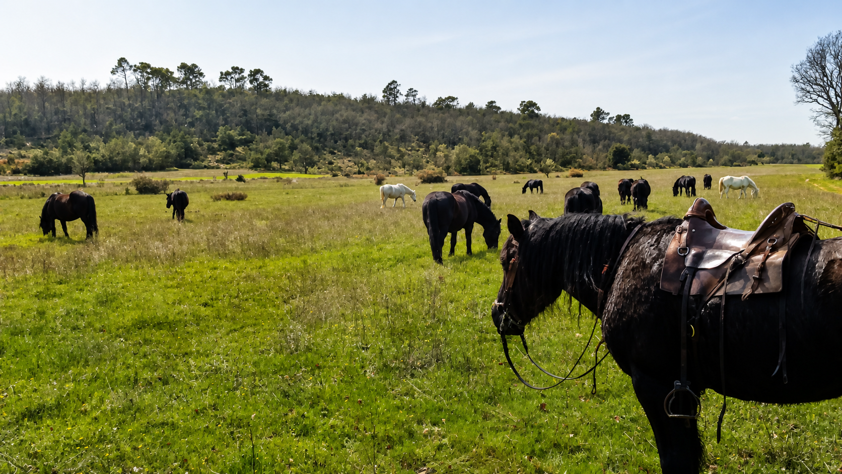 Transhumance et suivi des chevaux