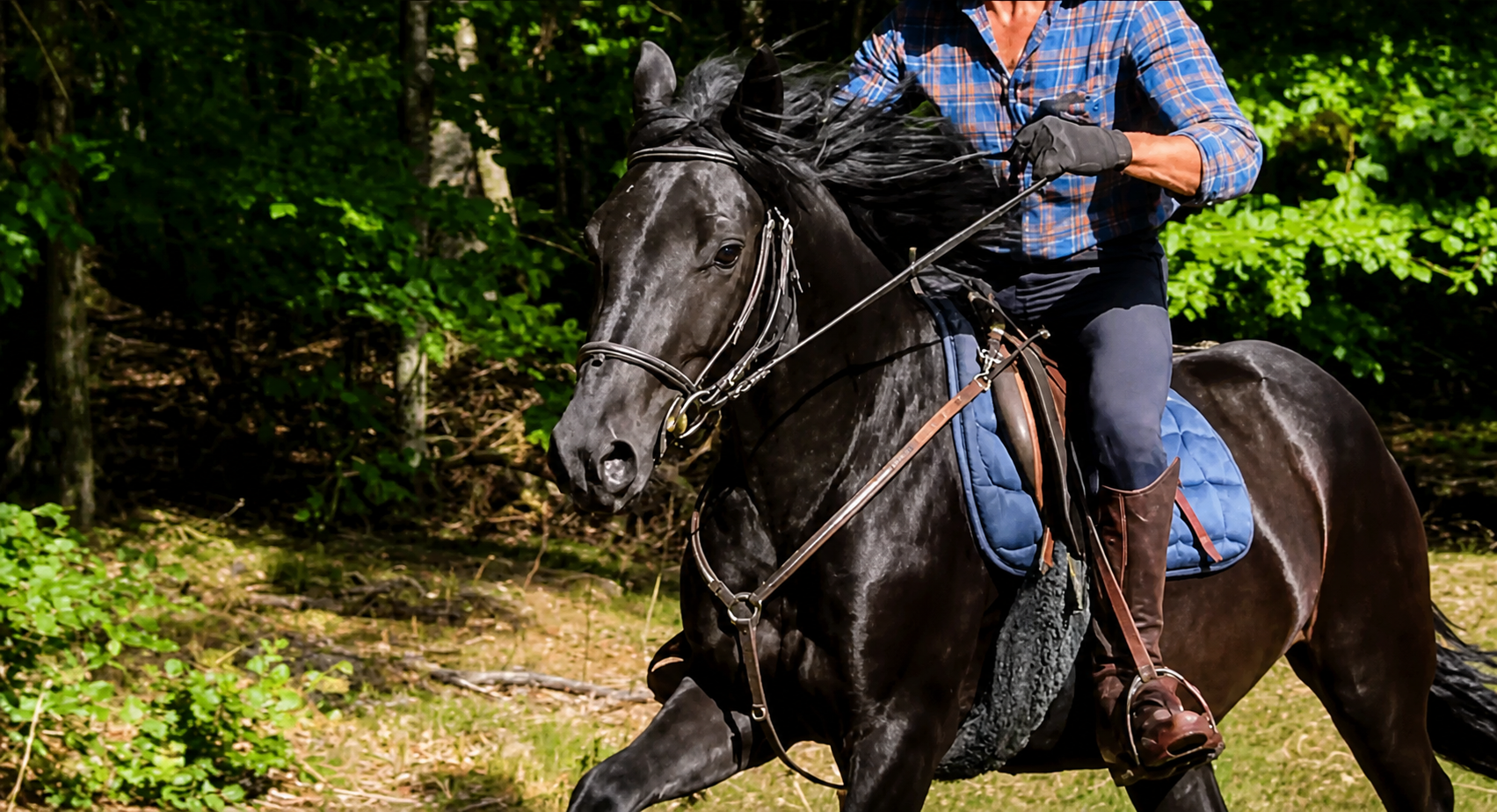 Comment s'occuper d'un cheval de Mérens ?