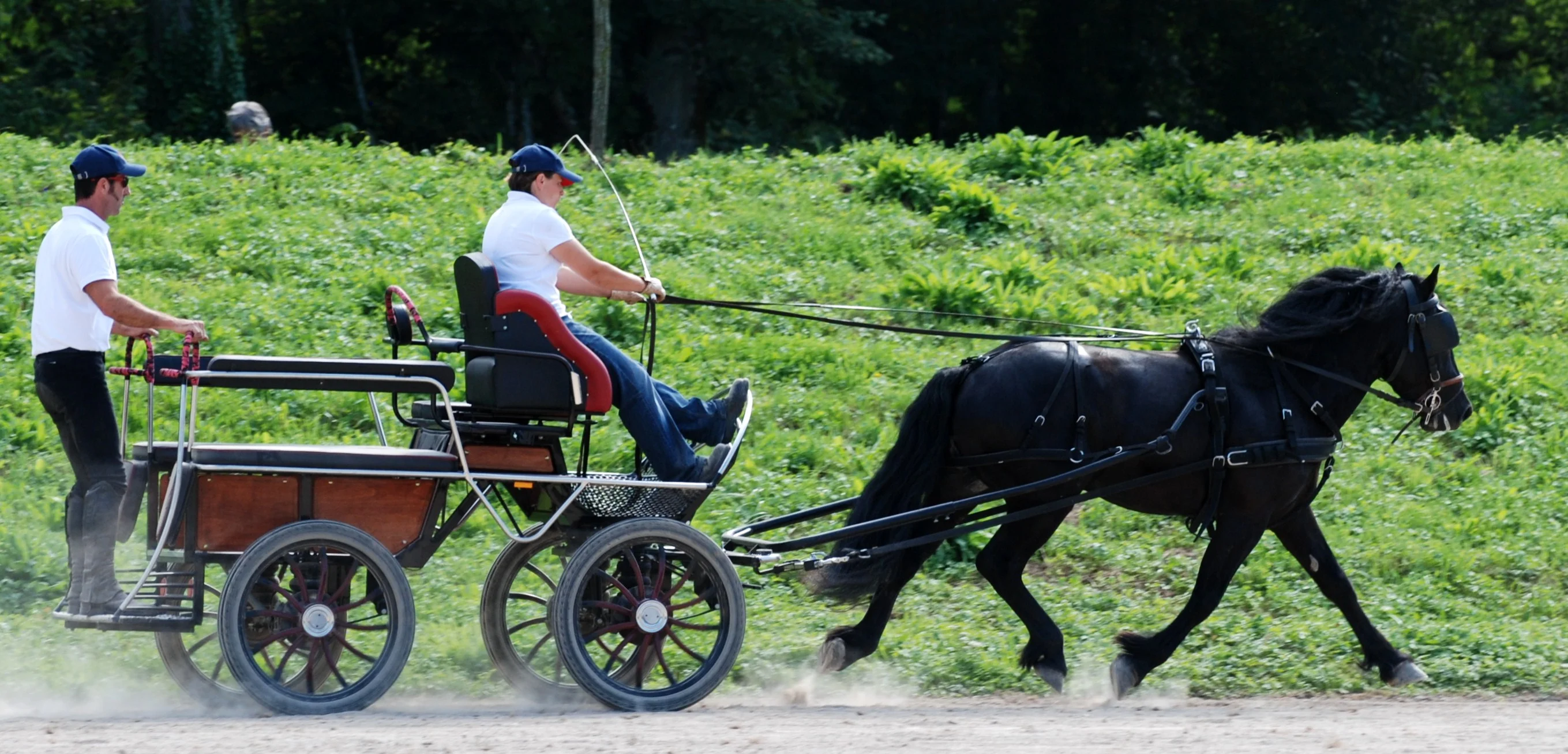 Vente de chevaux de Mérens